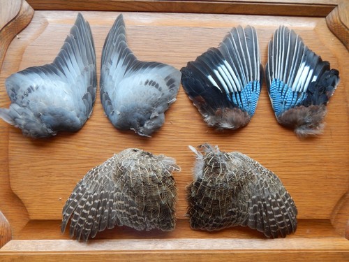 Pair dried wings - 3, x