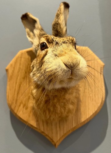 Taxidermy european hare - taxidermy,