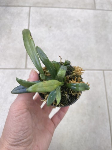 Microsorum thailandicum blue
