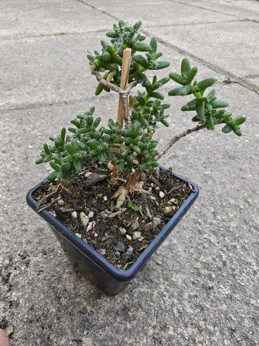 Trichodiadema bulbosum caudex - trichodiadema,