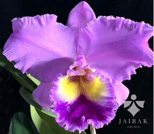 Rare cattleya rlc dream - cattleya/rlc.,