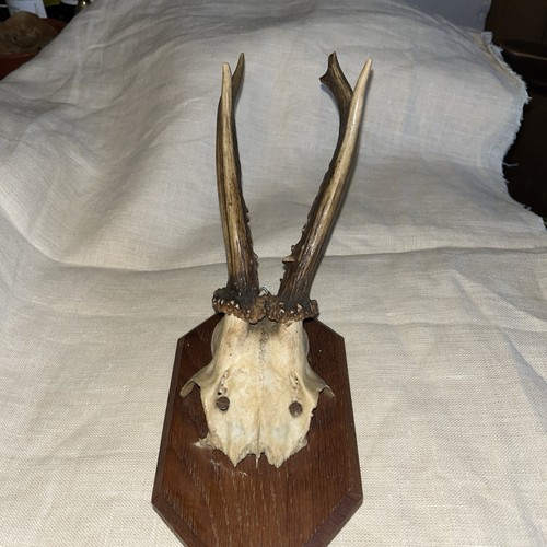 Antique mounted deer - mounted,