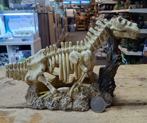 Dinosaur skeleton decorative - skeleton,