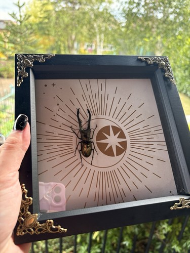 Bronze beetle stag - bronze,