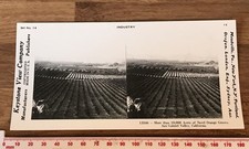 10,000 ACRES ORANGE GROVES