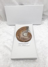 Large Cleoniceras Ammonite Fossil From Madagascar In White Gift/Display Box