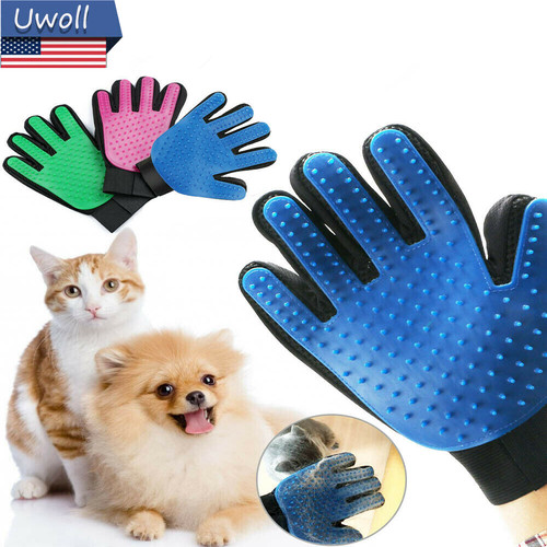 Pet dog cat - pet,