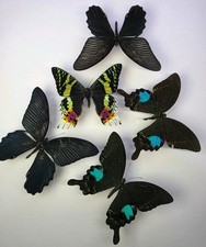 Real Butterfly Collection x 5