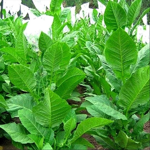 Habano 2000 tobacco seeds - habano,