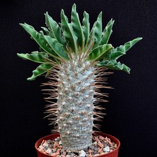 Pachypodium namaquanum /Rare plant/succulents/cactus /caudex/caudiciform