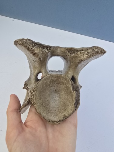 Fossil ice age bison - age,