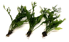 3x Java Fern "Windelov" Live Aquarium Aquatic Plants Microsorum Pteropus