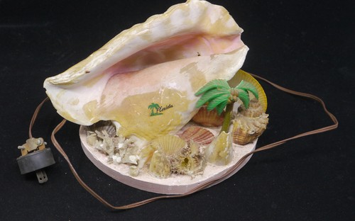 Vintage conch shell seashell - vintage,