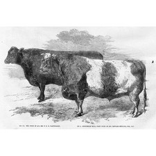 SALISBURY Royal Agricultural Society Prize Cattle Shorthorn Bull -Old Print 1857