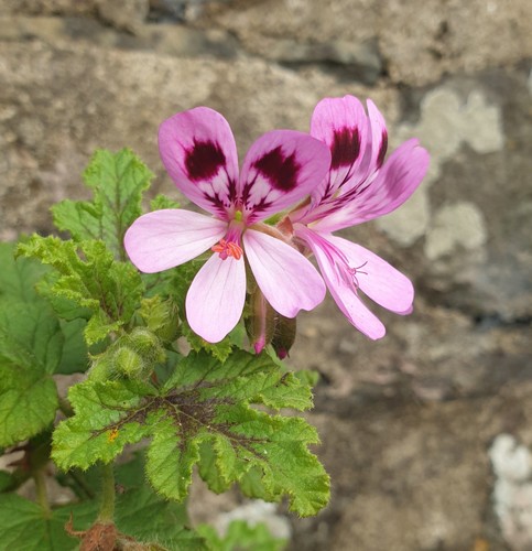 Pelargonium royal oak - royal, oak,