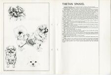TIBETAN SPANIEL 1978 DOG BREED STANDARD SKETCH PRINT + TEXT by M DAVIDSON