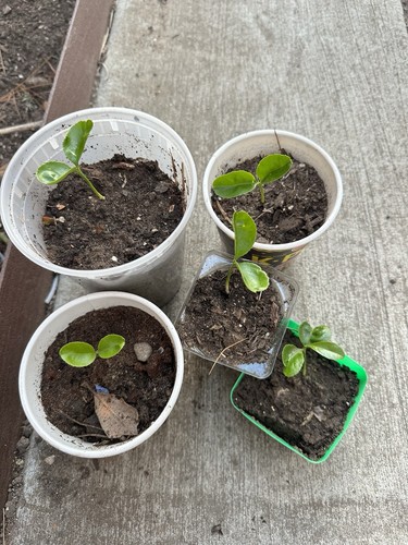 Sweet lemon nursery - 4x,
