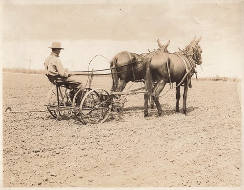 Horse drawn farm - horse,