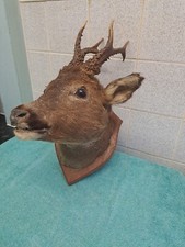 Vintage Taxidermy Roe Deer Animal Stag Head Antlers Decor Mounted On Oak Plaque 