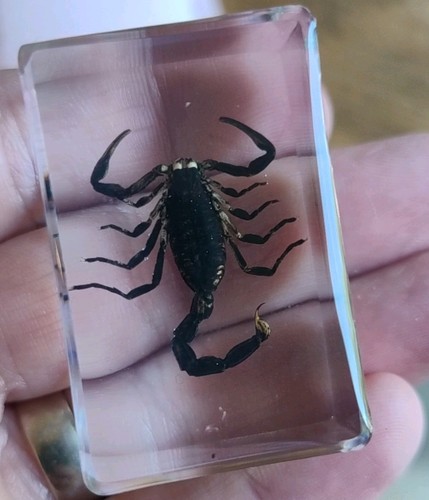 Real scorpion bug insect - ,
