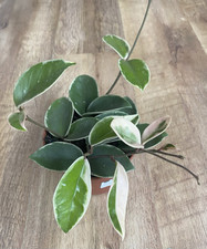 Hoya Krimson Queen | 12cm Pot