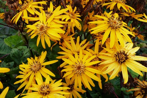 Ligularia seeds perennial - ,