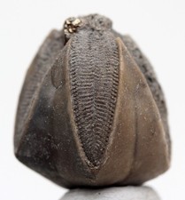 BLASTOID FOSSIL Specimen Sea