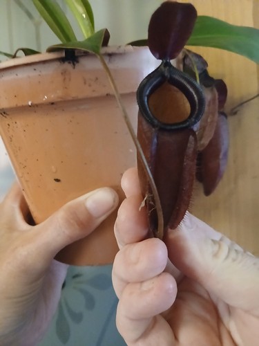 Nepenthes bloody mary - bloody,