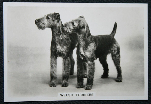 Welsh terrier vintage - welsh,