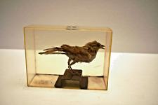 Vintage Taxidermy Sparrow Bird