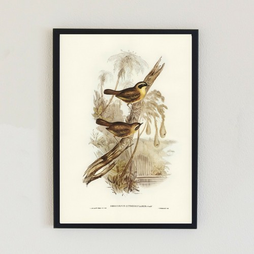 Vintage bird illustration - vintage,