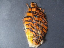 golden pheasant head collar