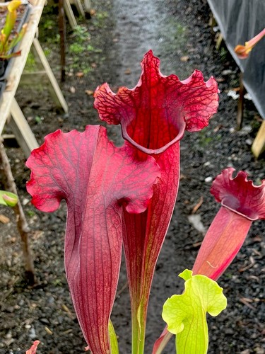 Sarracenia mitchelliana - sarracenia, x