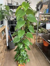 Epipremnum Aureum Marble Queen