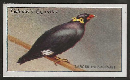 Gallaher zoo tropical birds - tropical,