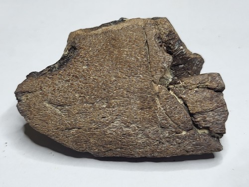 Rare mosasaur jaw - mosasaur, section