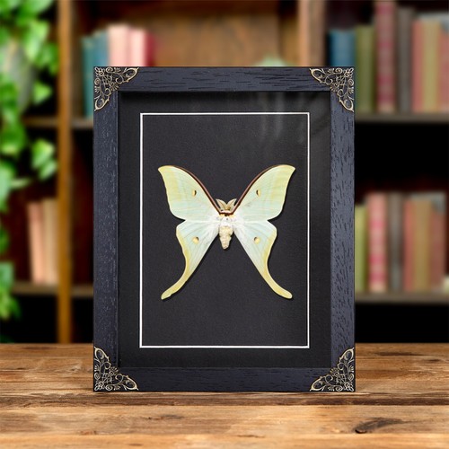 Chinese moon moth baroque - moth, in