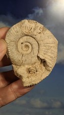 Jurassic Ammonite
