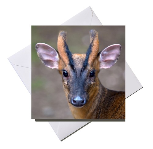 Greeting card blank - card,