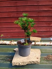 Sciadopitys verticillata Green Diamond in 3L pot Japanese Umbrella Pine