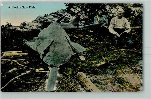 52284192 saw fish men - 52284192,