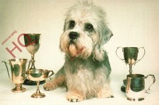 Picture Postcard>>Dog, Dandie