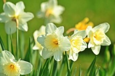White Daffodil Bulb, Garden