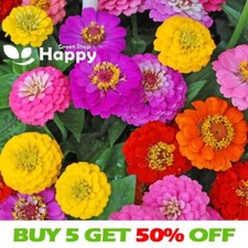 ZINNIA SUPER YOGA MIX - 130