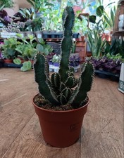 Polycantha | Easy Care Cacti |