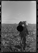 Sugar Beet Farming,East Grand