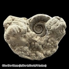 Eteoderoceras Golden Pyrite