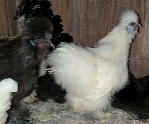 Fertile silkie chicken - 12,