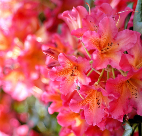 Rhododendron scyphocalix - rhododendron,