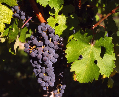 Cuttings vitis vinifera - -,